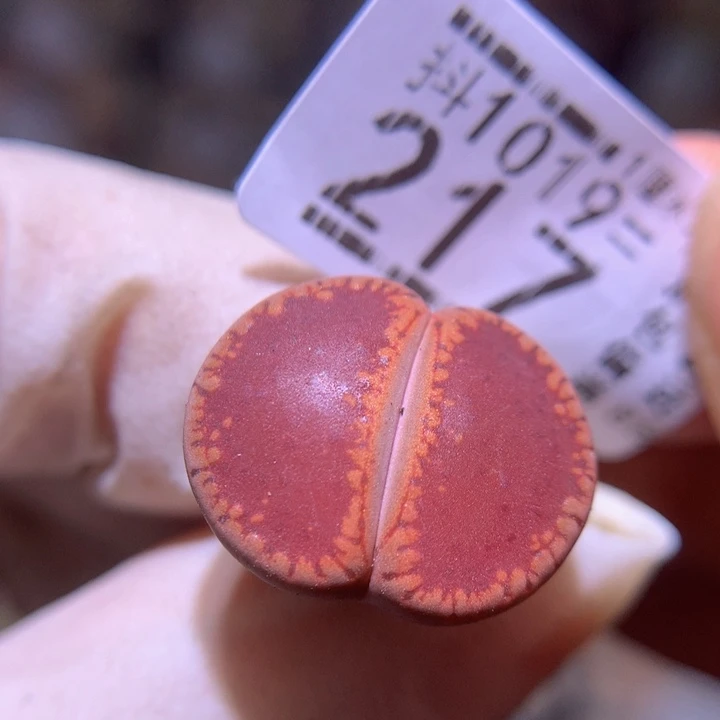 精品生石花1019.217