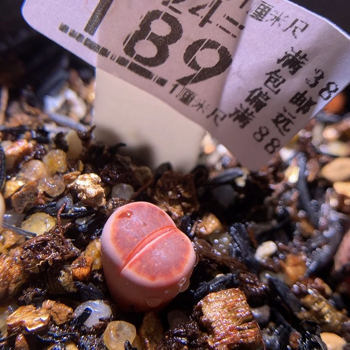 精品生石花924.189阿克星空窗