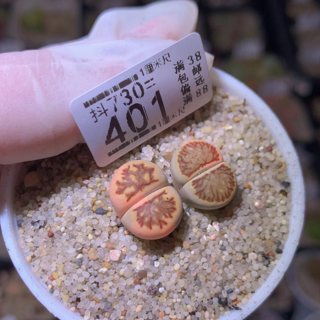 精品生石花730.401