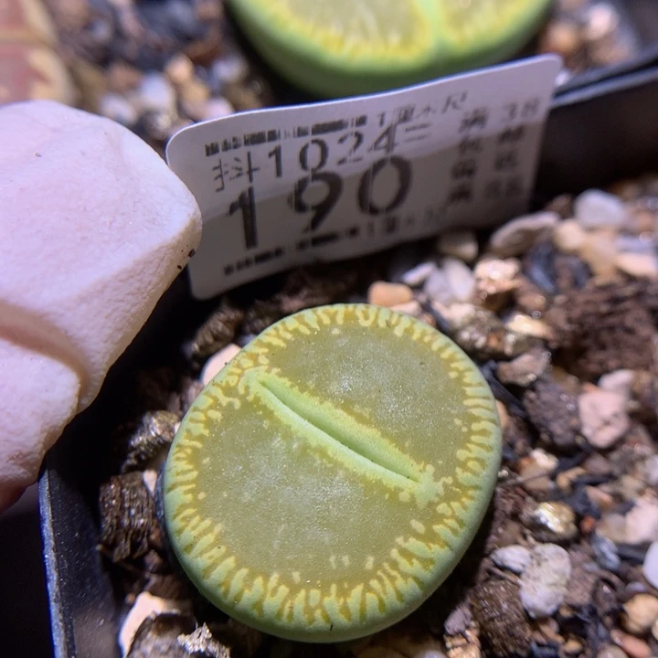 精品生石花1024.190