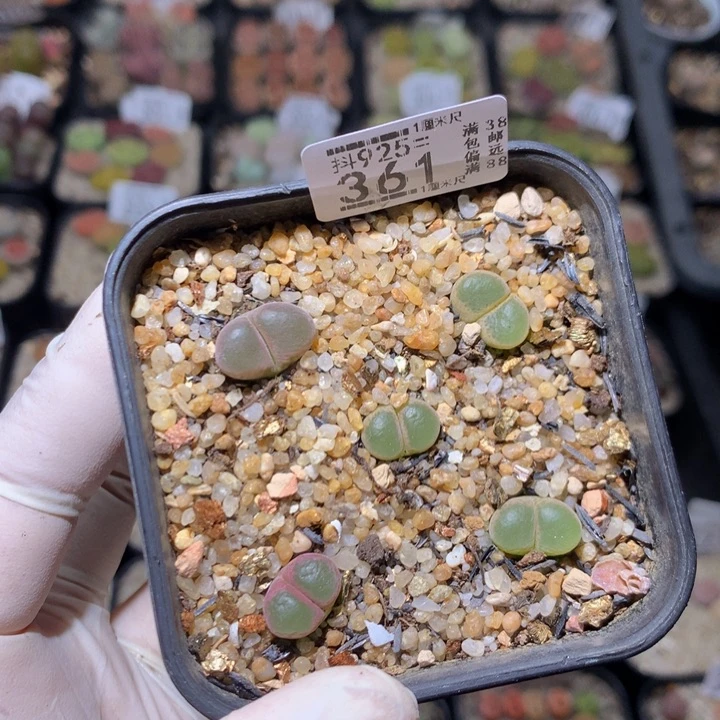 j**a精品生石花925.361