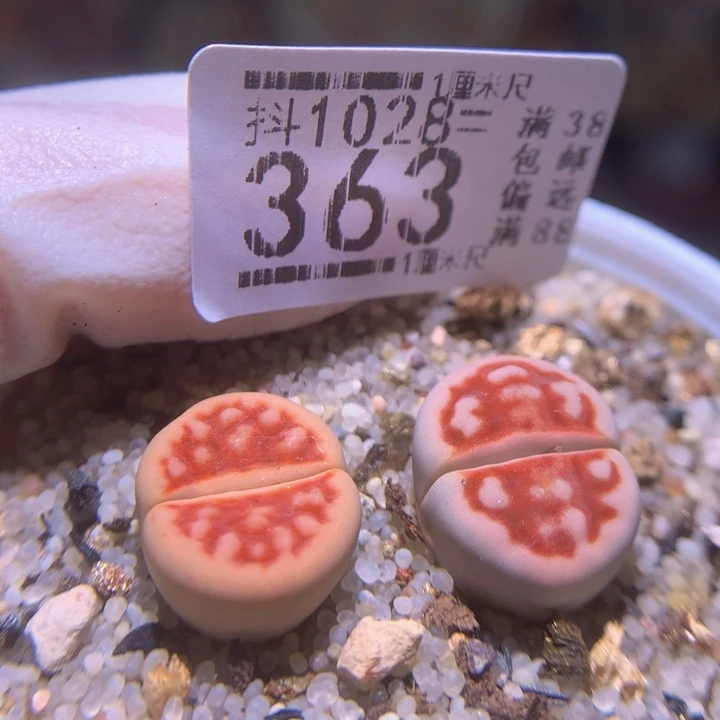 精品生石花1028.363