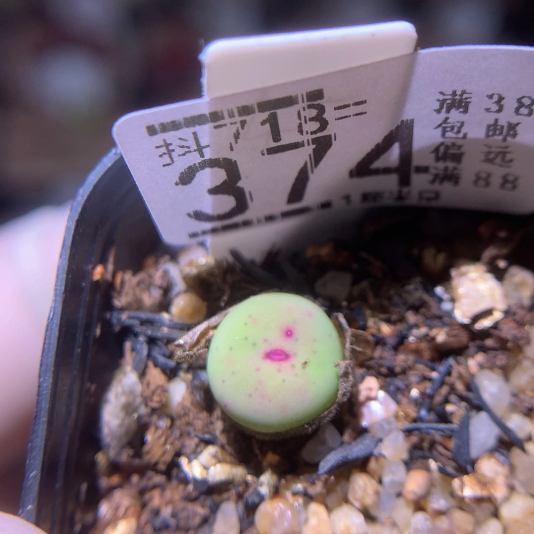精品生石花718.374