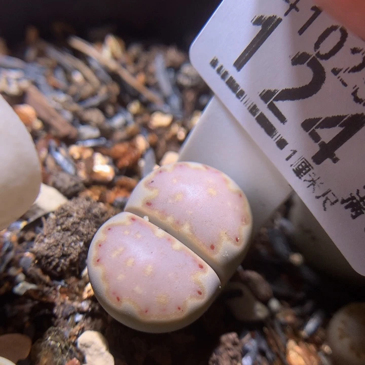 精品.生石花1025.124