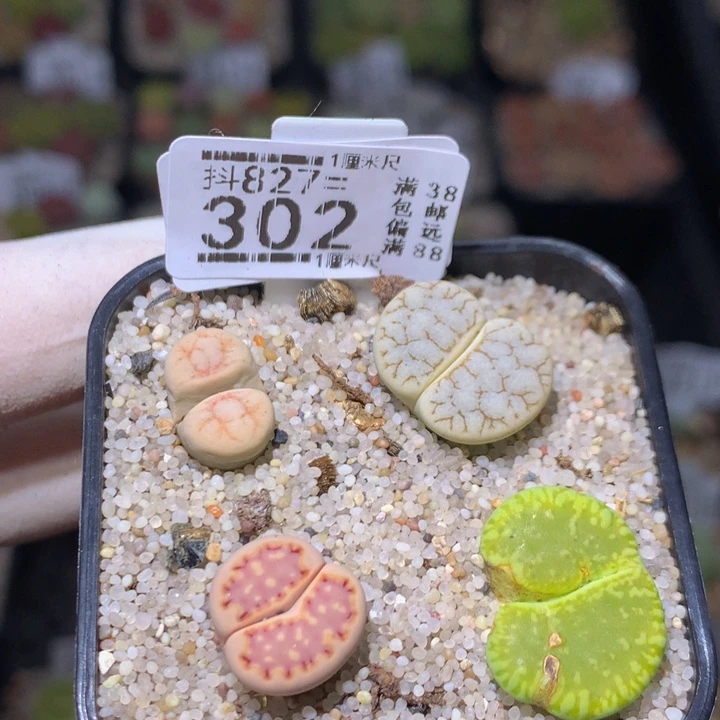 精品生石花827.302
