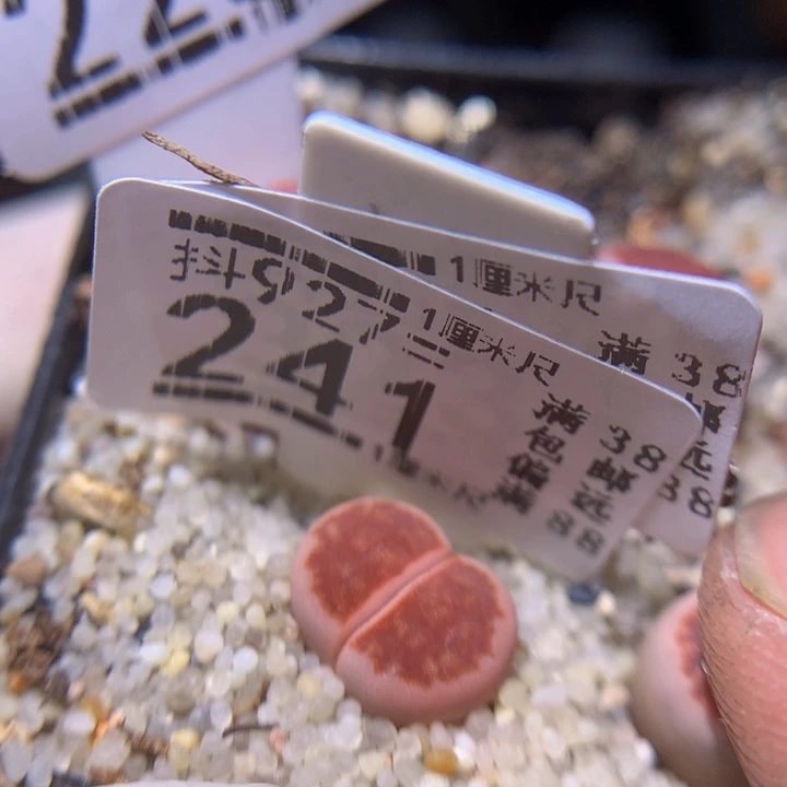 精品生石花927.241