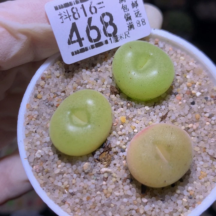 精品生石花816.468