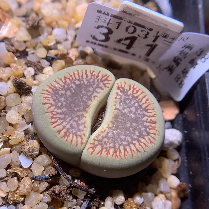 精品生石花1031.341