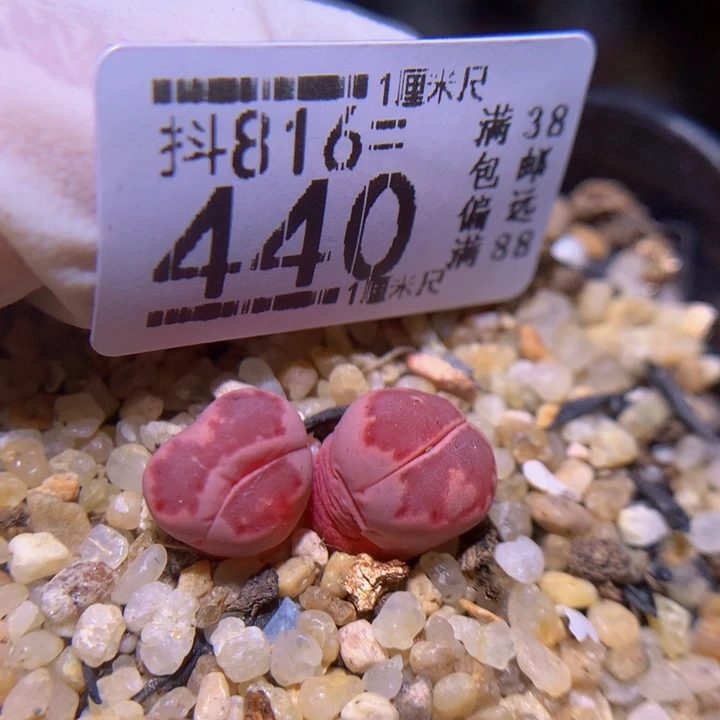 精品生石花816.440