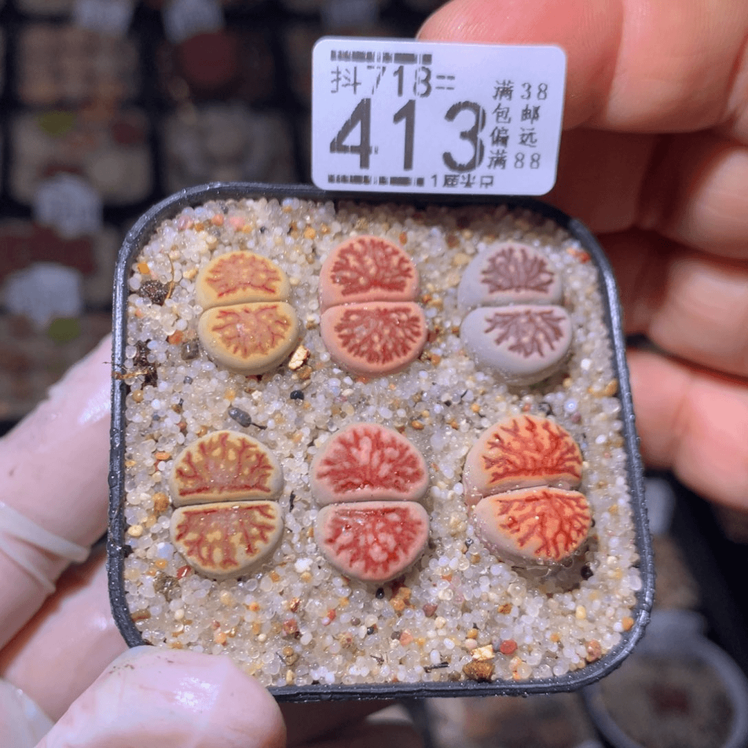 精品生石花718.413