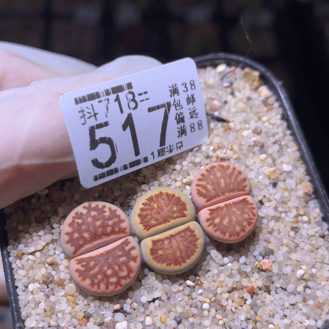 精品生石花718.517