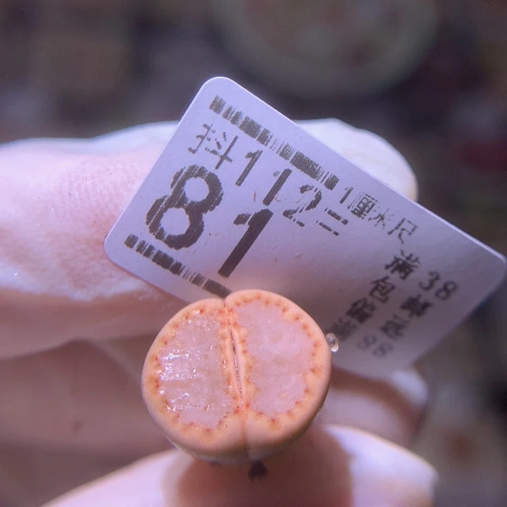 橙***心精品生石花112.81