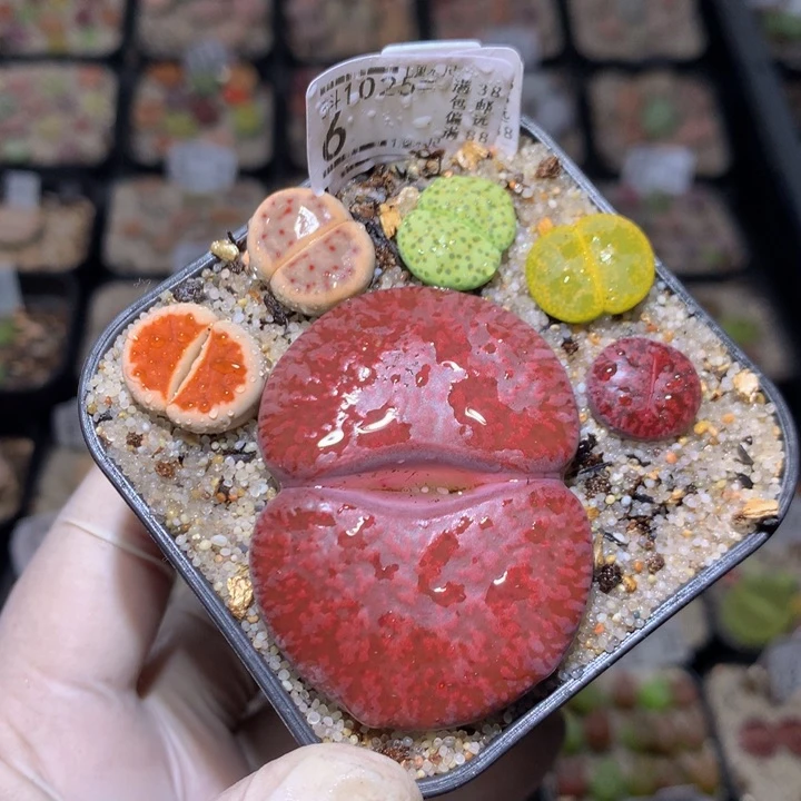 精品生石花1025.6