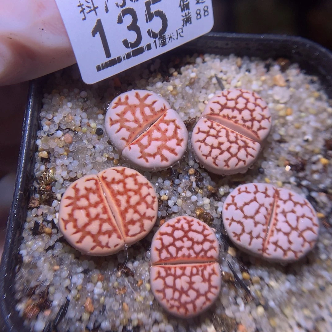 精品生石花730.135