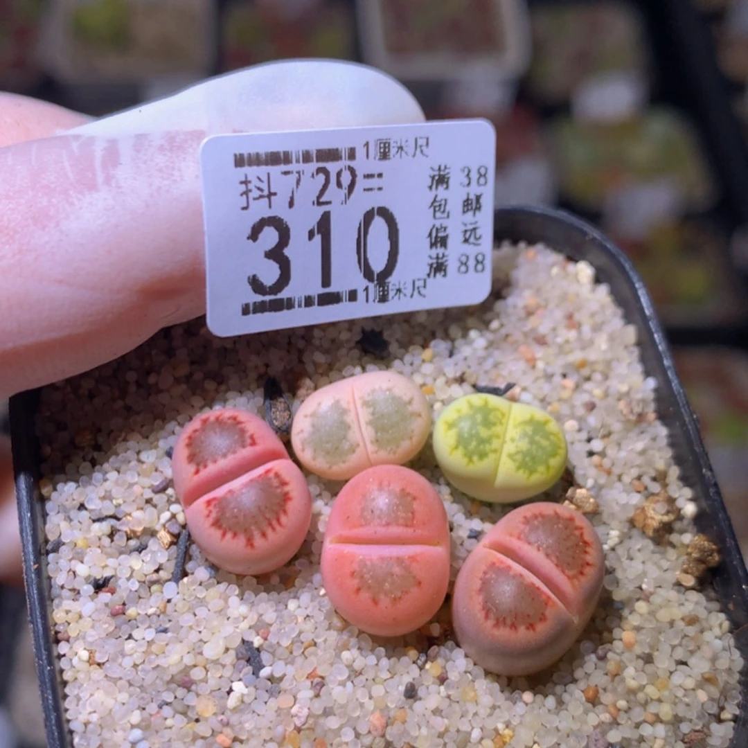精品生石花729.310