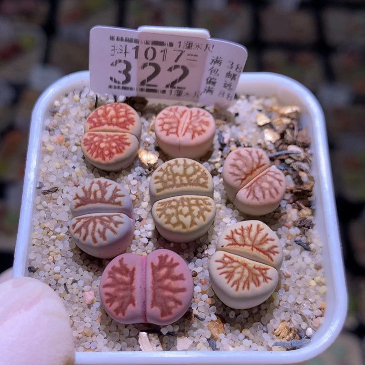 精品生石花1017.322