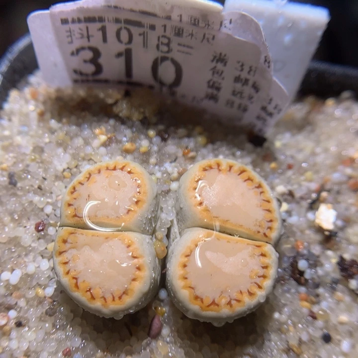 精品生石花1018.310