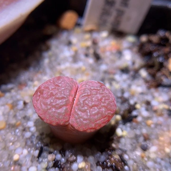 精品生石819.470