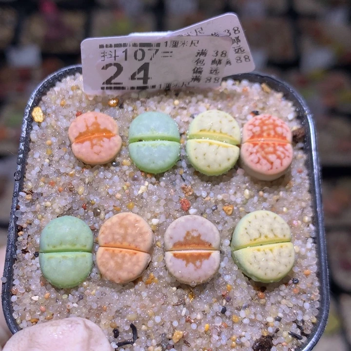 精品生石花107.24