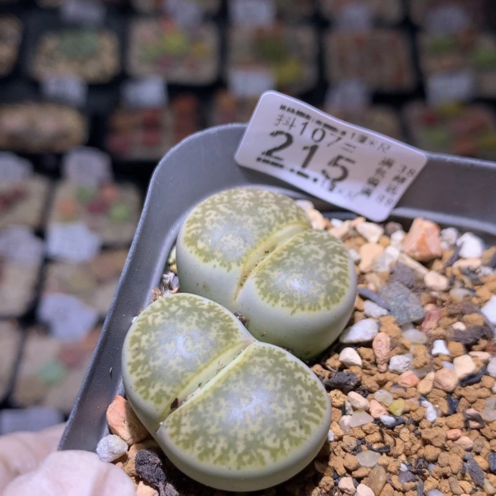 精品生石花107.215