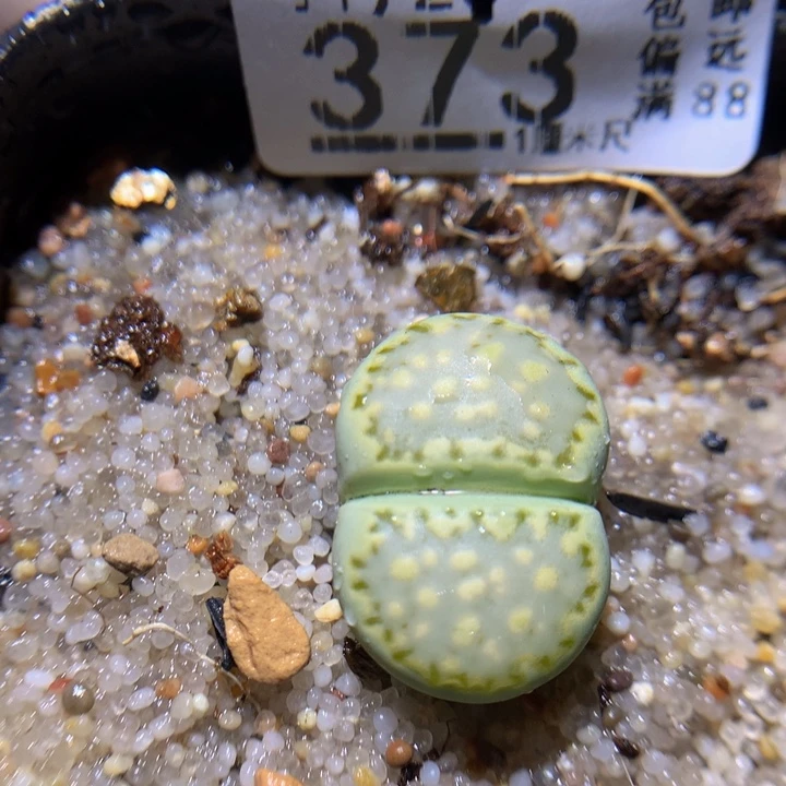 精品生石花921.373