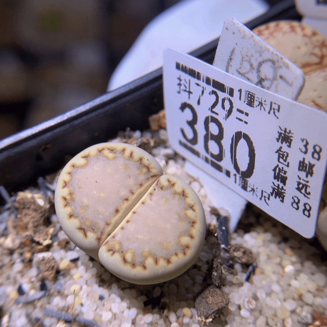 精品生石花729.380