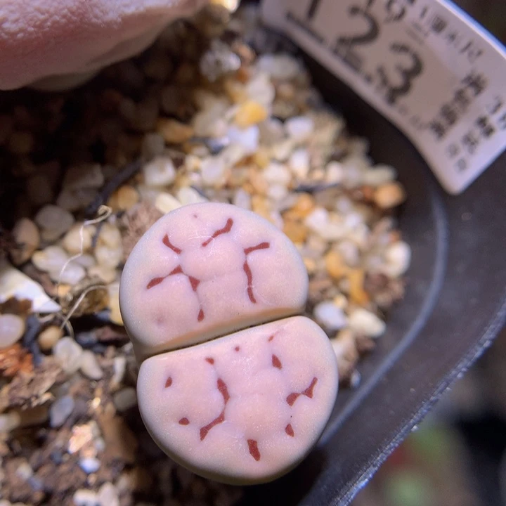 精品生石花819.123