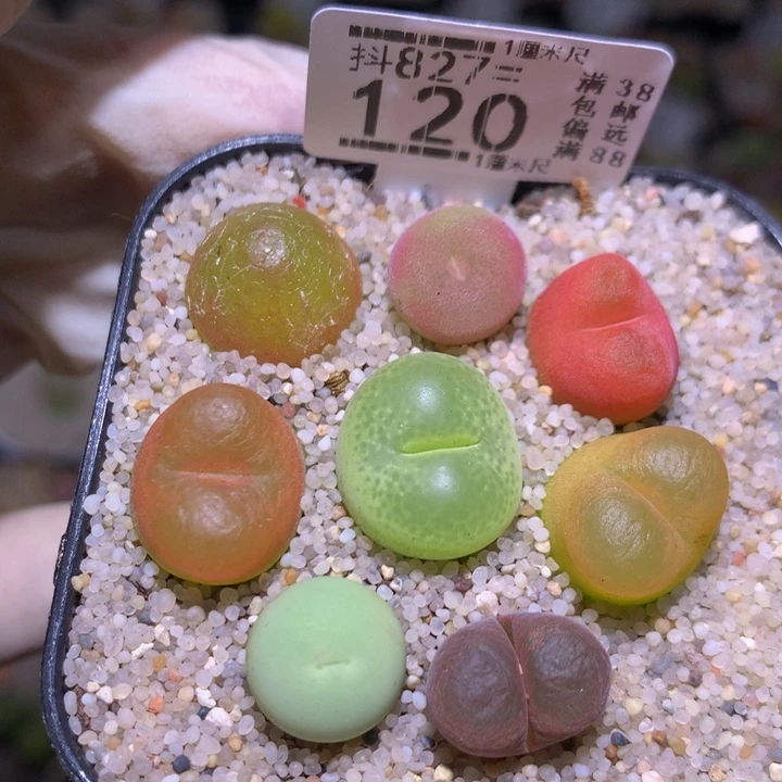 精品生石花827.120