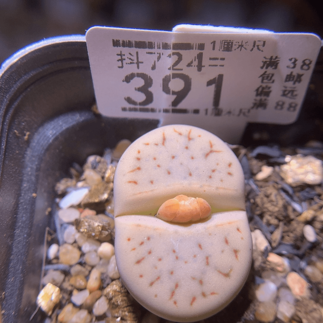 生石花精品多肉724.391