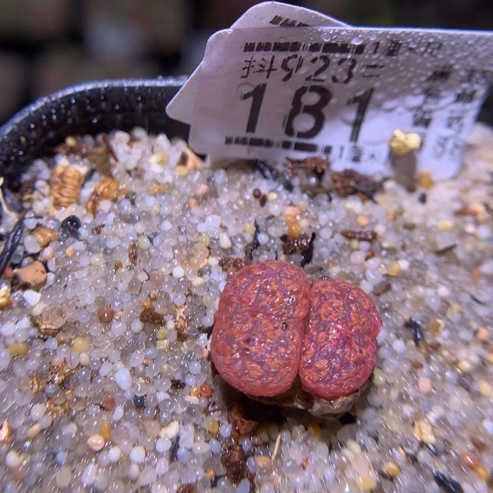 精品生石花923.181