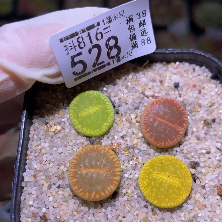 精品生石花816.528