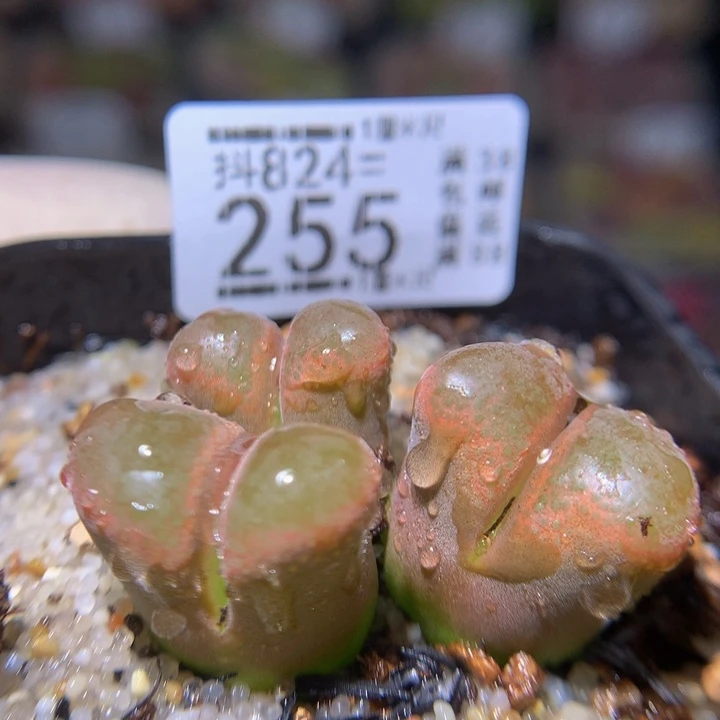 浪漫的爱情故事824.255