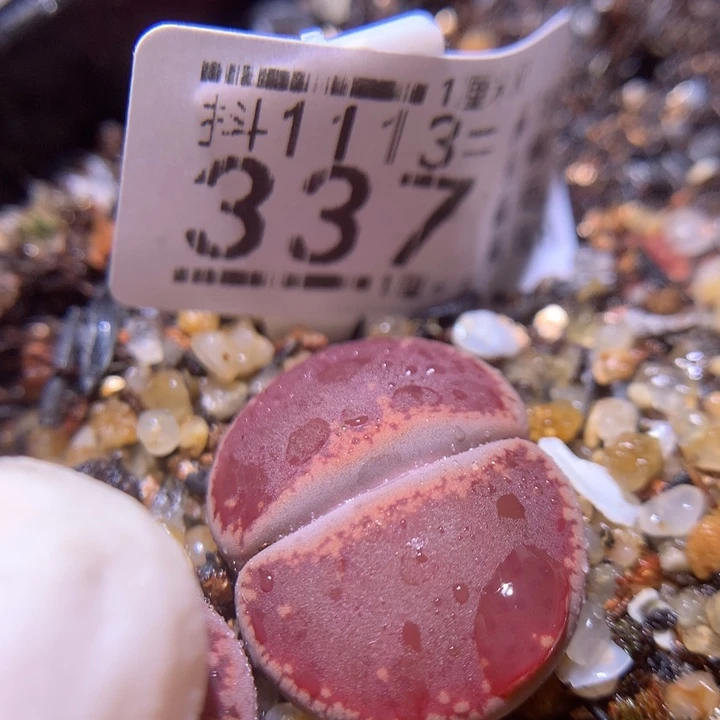 精品生石花1113.337