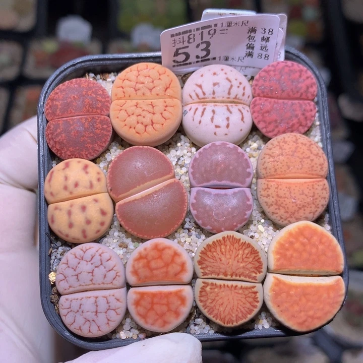 精品生石花819.53