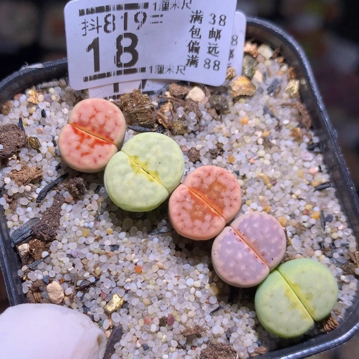 精品生石花819.18