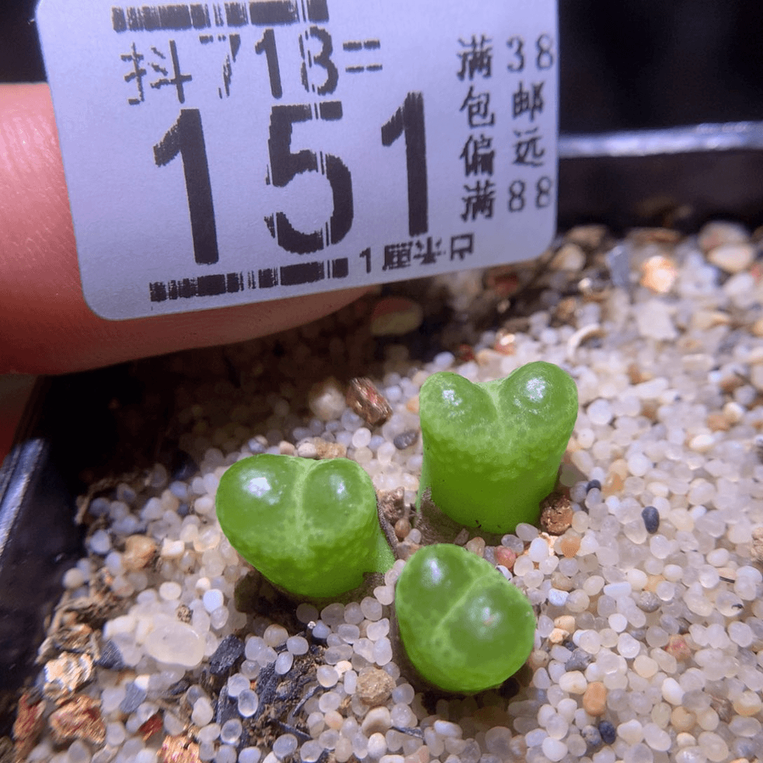 精品生石花718.151