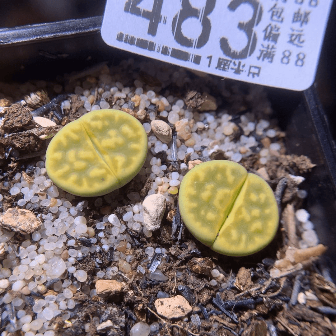 精品生石花718.483