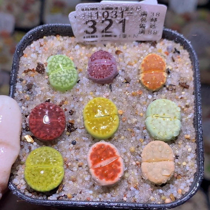 精品生石花1031.321