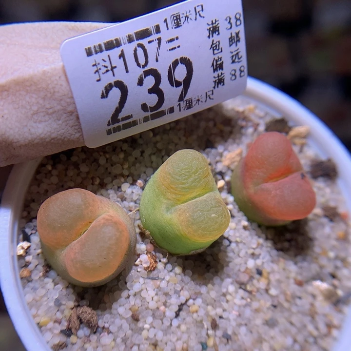 精品生石花107.239