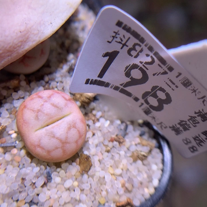 精品生石花827.198
