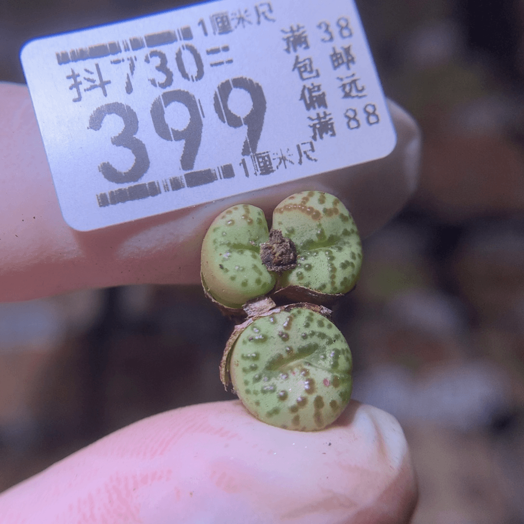 精品生石花730.399
