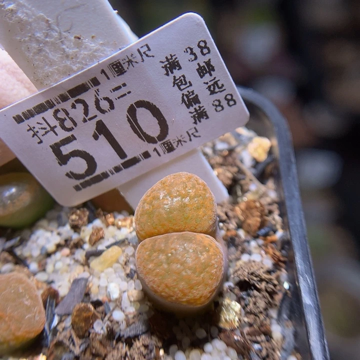 精品生石花826.510