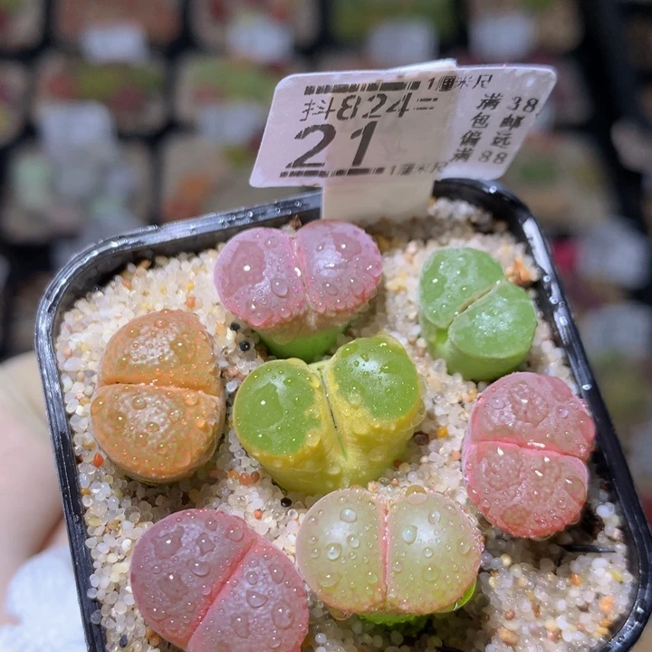 精品生气花824.21