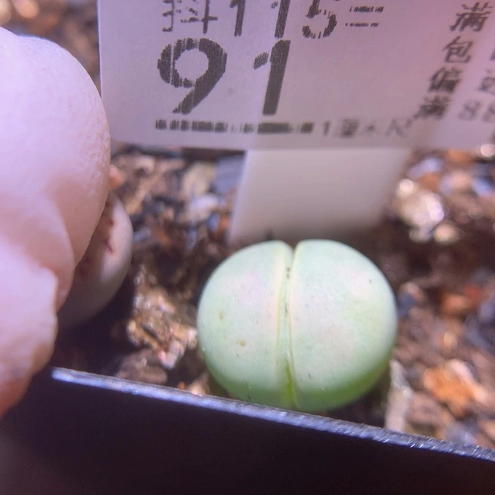 精品生石花115.91绿大白