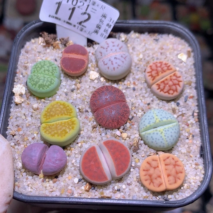 精品生石花1021.112今日福利