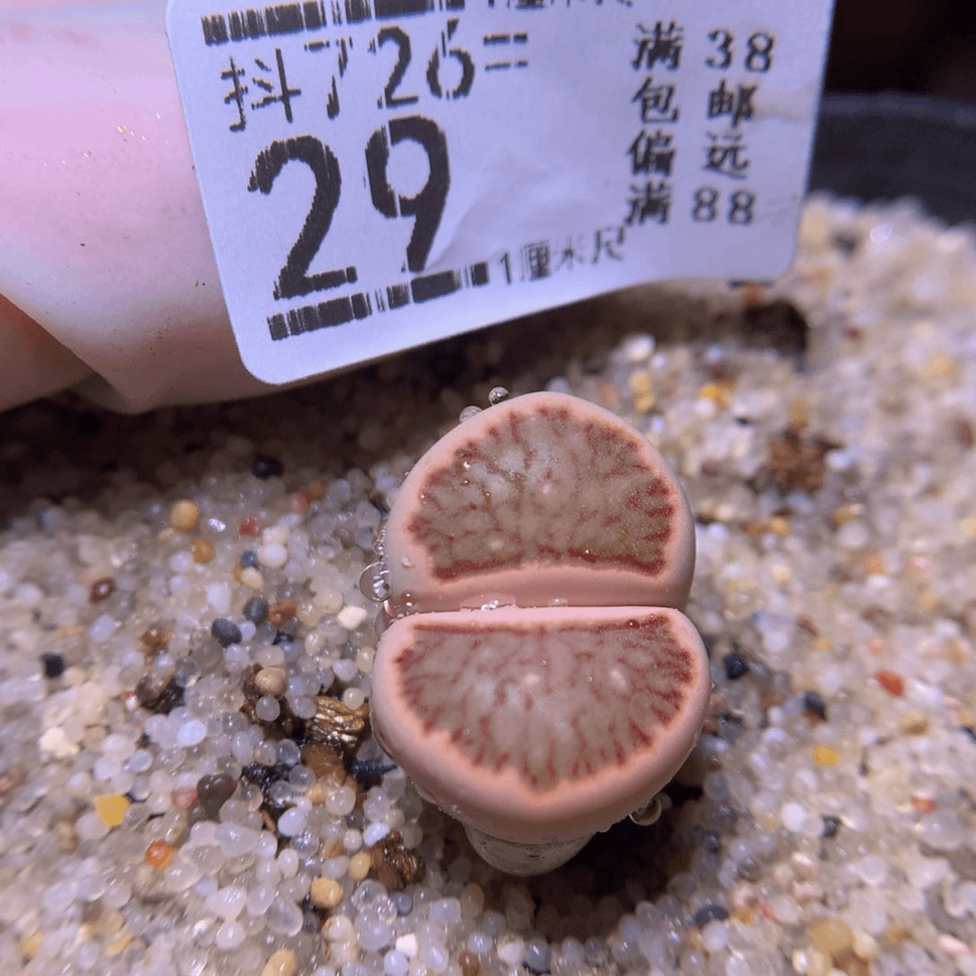 精品生石花726.29