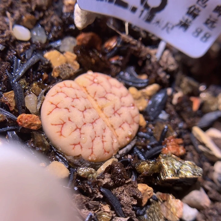 锐*?精品生石花816.418