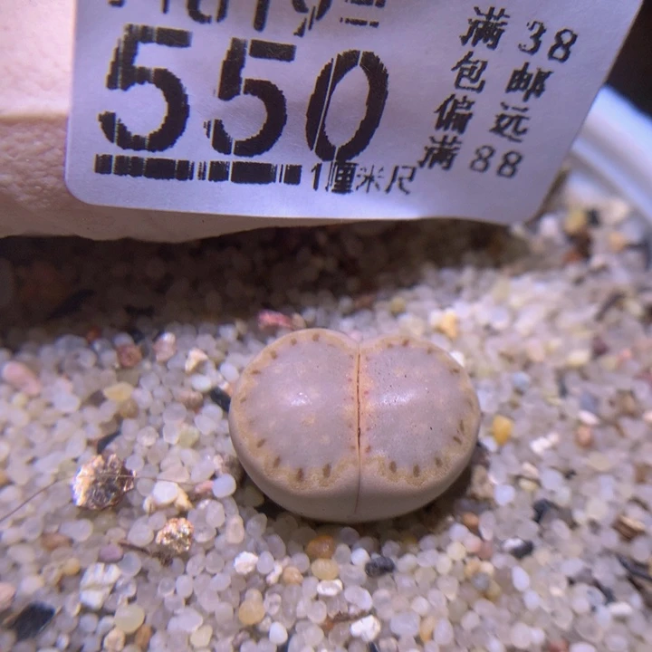 精品生石花819.550