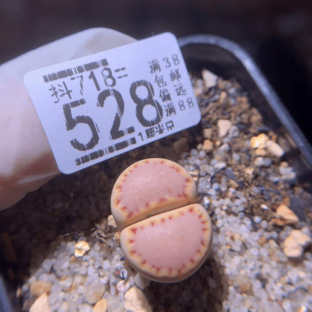 精品生石花718.528