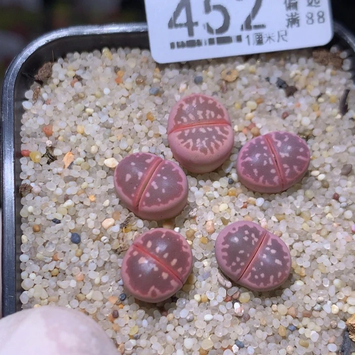 精品生石花827.452